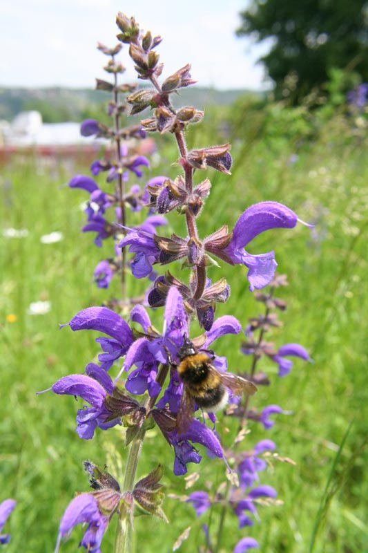 Wiesensalbei